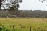 Albany Rural Subdivision  along King River