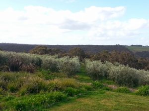 Beautiful landscape for a rural subdivision along the King River .(2 ha Hobby Farms)